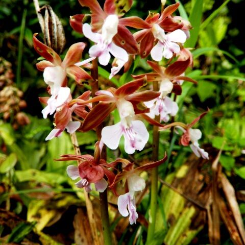 庭の花 エビネ・シランの開花 : 定年生活