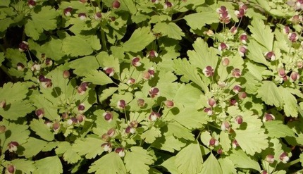 220404 山野草のエキ (92)-1