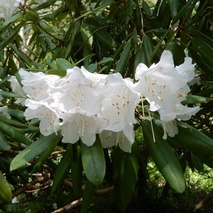 220428 山野草のエキ (31)