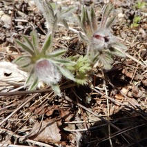 220404 山野草のエキ (2)