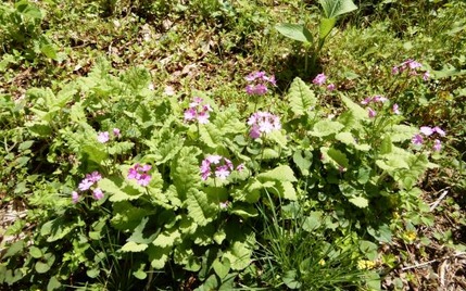 220428 山野草のエキ (51)