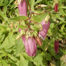 220618 山野草のエキ (3)