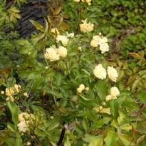 220505 山野草のエキ (8)