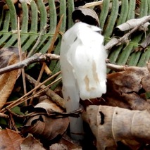 g230418 (67)山野草のエキ