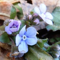 220404 山野草のエキ (9)