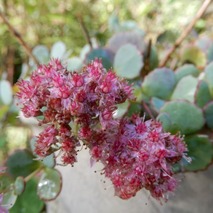 211020 山野草のエキ (86)