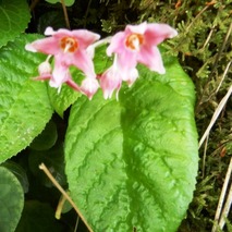 220618 山野草のエキ (101)