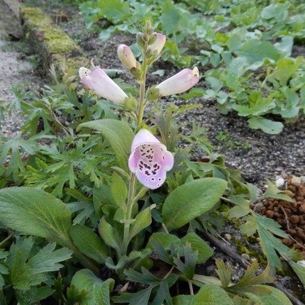 山野草 山の妖精 定年生活