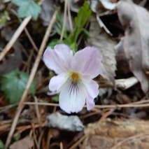 220407 山野草のエキ (121)