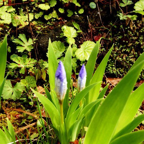 庭の花 ヒメシャガと思っていた花がイリスクラスタータでした 定年生活