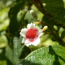 220723 山野草のエキ (7)