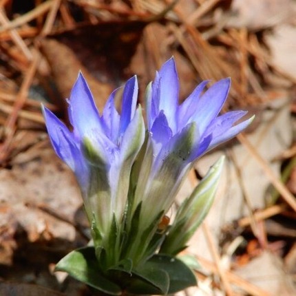 220422 山野草のエキ (12)