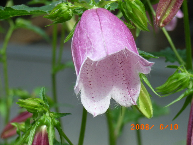 庭の花 ホタルブクロ アスチルベ 水草の花 定年生活