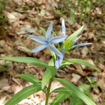 220428 山野草のエキ (79)