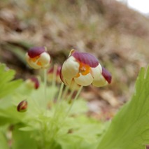 220328 山野草のエキ (39)