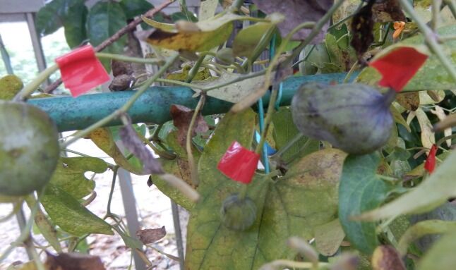 ウマノスズクサの実 14個確定 定年生活 ウマノスズクサの実 14個確定 定年生活