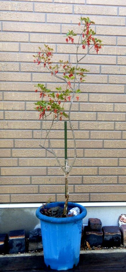 庭の花 玄関前にベニドウダンツツジ登場 定年生活 庭の花 玄関前にベニドウダンツツジ登場 定年生活