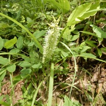 220723 山野草のエキ (32)