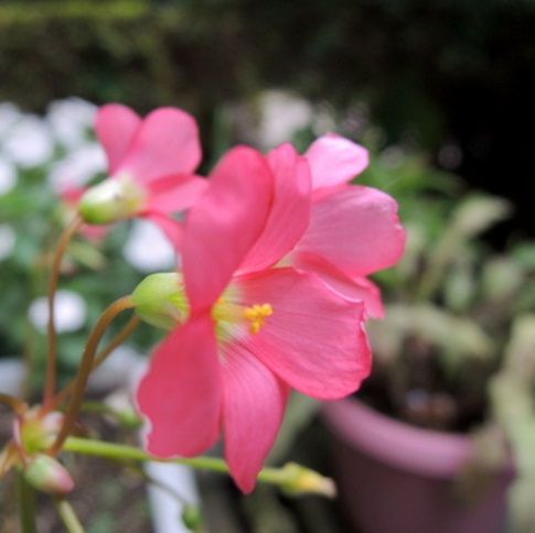 ラッキークローバー 山野草の解説