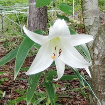 220618 山野草のエキ (100)