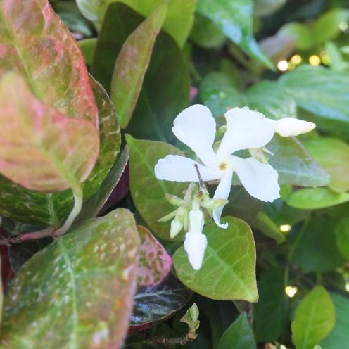 庭の花 咲いた花 ハツユキカズラ キュウリ パセリ 15 65 定年生活 庭の花 咲いた花 ハツユキカズラ キュウリ パセリ 15 65 定年生活