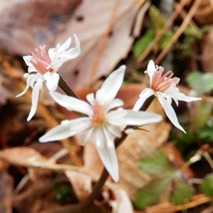 220325 山野草のエキ (72)