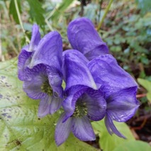 211020 山野草のエキ (66)