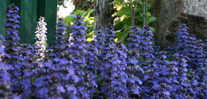 庭の花 ０７９ 椿 西洋十二単 定年生活