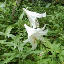 220618 山野草のエキ (53)