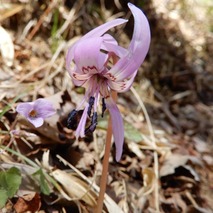 220404 山野草のエキ (80)