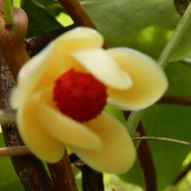 220804 山野草のエキ (8)