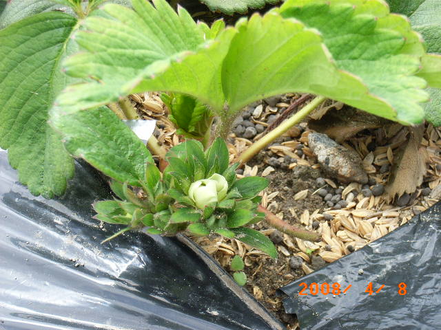 鹿野の農園 ジャガイモの芽生え イチゴの開花 定年生活