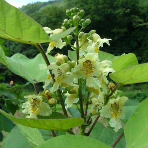 令和の花 百木の長 王 と言われる キササゲ 定年生活
