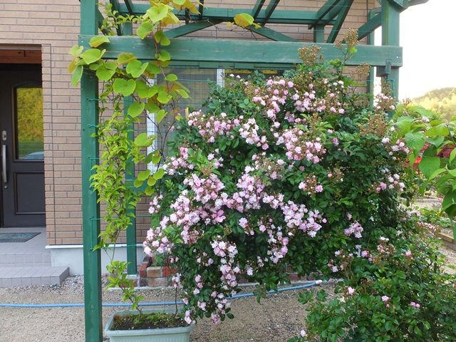 庭の花 蔓バラの最盛期 グリーンカーテンも出来つつある 定年生活