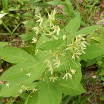 220618 山野草のエキ (43)