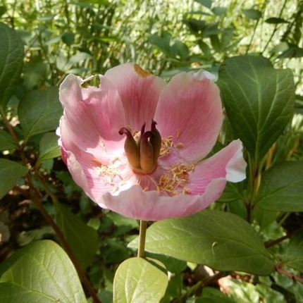 220522 山野草のエキ (20)