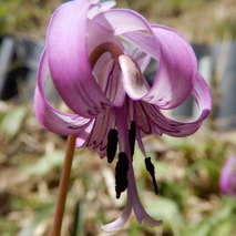 220404 山野草のエキ (69)