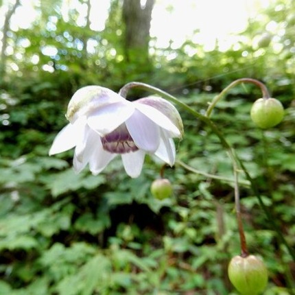 220723 山野草のエキ (44)