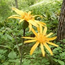 220618 山野草のエキ (91)