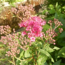 220618 山野草のエキ (6)