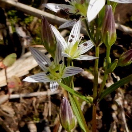 山野草 山の妖精 定年生活