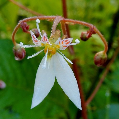 庭に咲いた花 ユキノシタ １６ ０６２ 定年生活