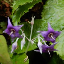 220723 山野草のエキ (100)