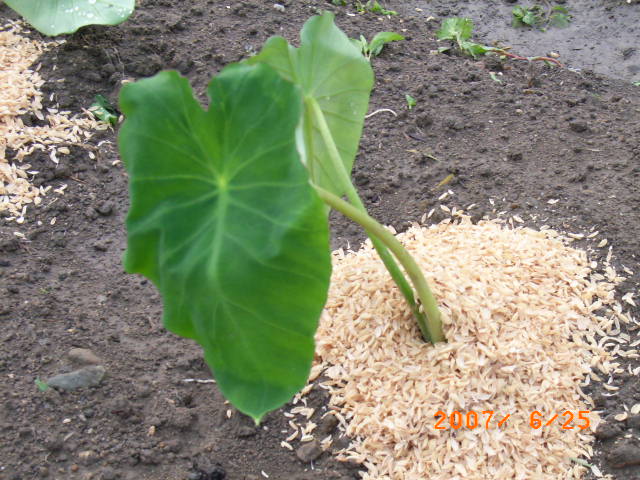 鹿野の農園 里芋の大量植付 ジャガイモの収穫 定年生活