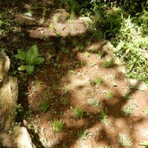 220723 山野草のエキ (27)