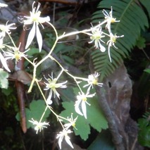 ジンジソウ221031 (13)