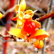 220106 山野草のエキ (53)