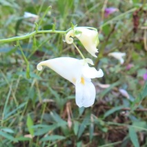 230923 山野草のエキ (17)