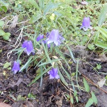 イワシャジン221013 山野草のエキ (24)