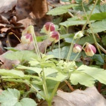 220407 山野草のエキ (78)